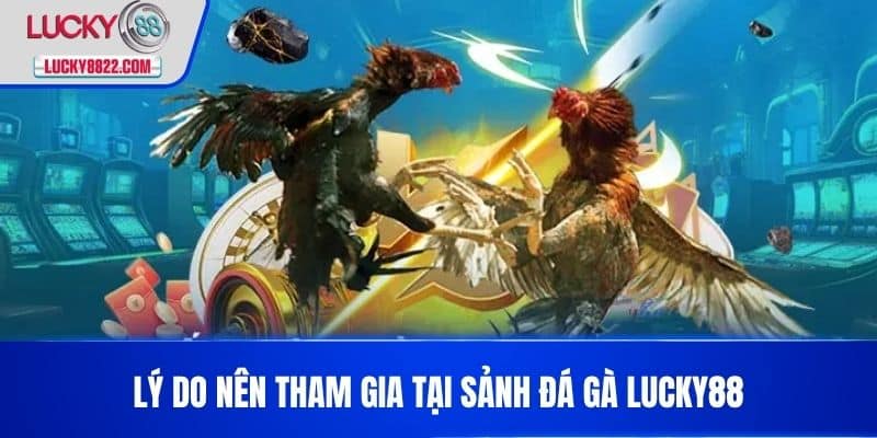 ĐÁ GÀ LUCKY88 2 Lý do nên tham gia tại sảnh đá gà LUCKY88