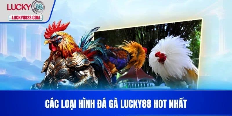 ĐÁ GÀ LUCKY88 3 Các loại hình đá gà LUCKY88 hot nhất